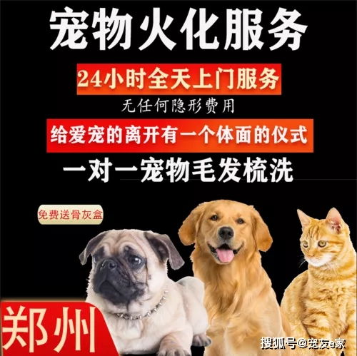 你會為自己的寵物選擇殯葬服務(wù)嗎